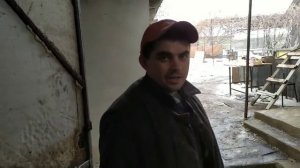 Продаю Поросят Породы Ф-1.  Вес Поросят в 2 Месяца.  Семя Породы Дюрок.