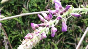 Glycine de Chine 'Wisteria sinensis' Ton parfum nous câline.