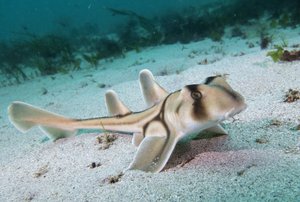 Колифорнийская рогатая акула