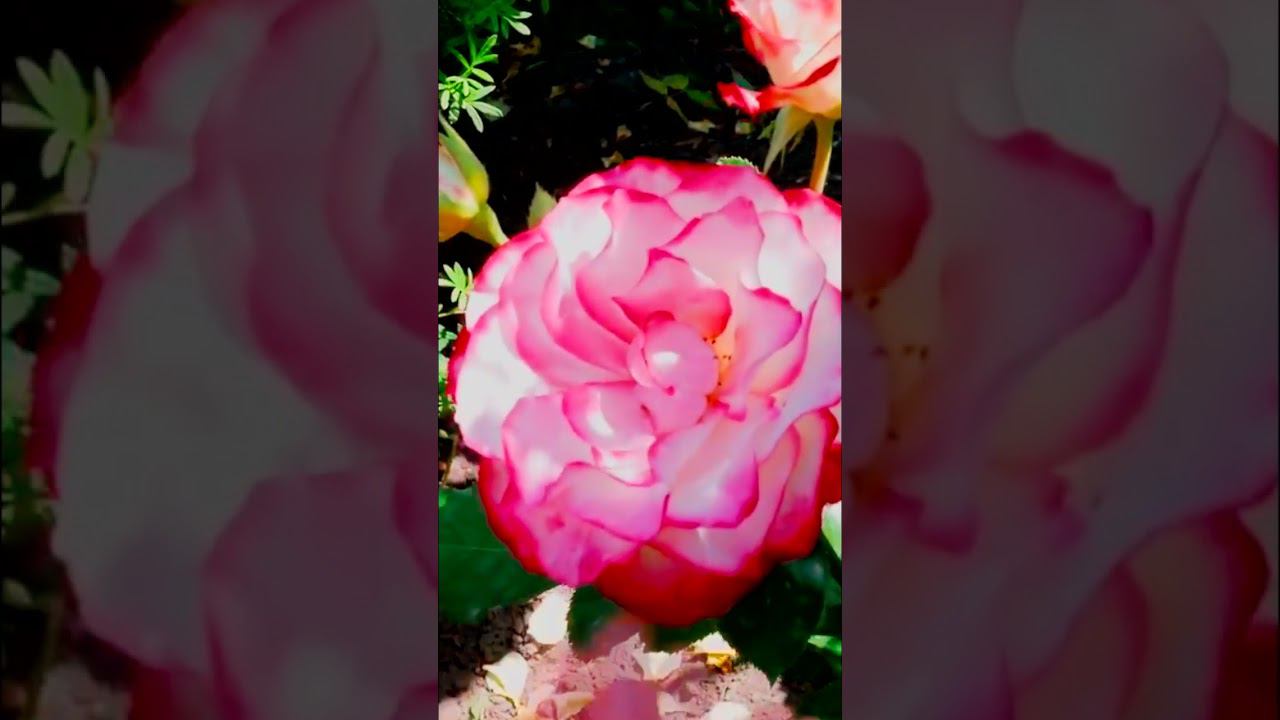 Роза флорибунда Жюбиле дю Прэнс де Монако Rose Jubile du Prince de Monaco, Роза Юбилей Санкт Петербу