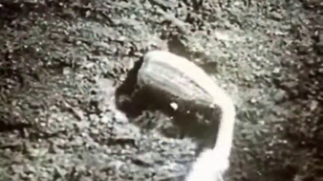 Прорастание семени подсолнечника
