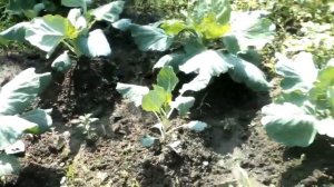 Капуста белокочанная Сорт Надежда. 03.08