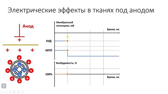 Тема 1. Возбудимые ткани. Вопрос 10. смотреть онлайн