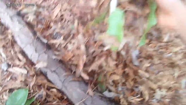 Wild Magnolia virginiana (?) смотреть онлайн