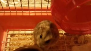 наполнитель для хомяка какой лучше