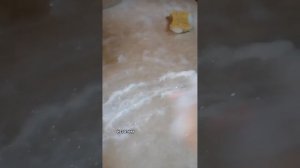 Шампунь для очищения ковров и обивок Фаберлик | Faberlic