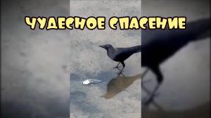 Чудесное спасение-Забавные животные