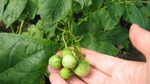 Чем подкормить картофель для богатого урожая