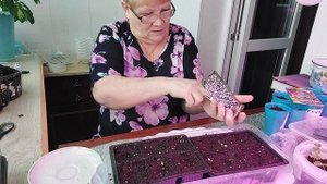 #Лобелия#кустовая#ривьера#блю#сплэш#посев.