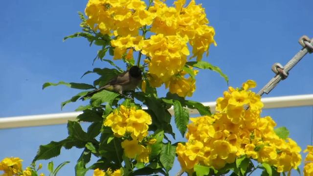 Птички Бюльбюли на цветочках дерева Теккомы.Кирьят-Ям.Израиль. смотреть онлайн