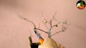 Bougainvillea Bonsai Making || Update