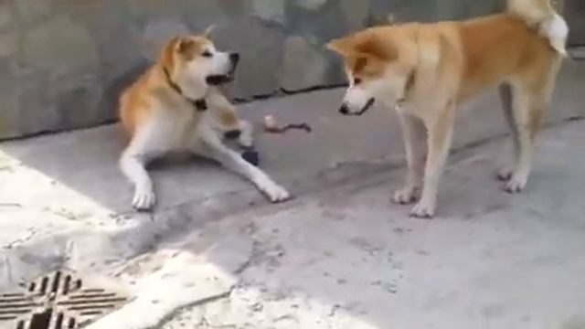 Мячики смотреть онлайн