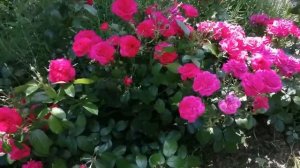 15 сортов роз группы флорибунда