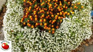 Топ 7 однолетников которые цветут все лет