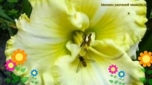 Лилейник гибридный Грин Мистик. Краткий обзор, описание характеристик hemerocallis Green Mystique