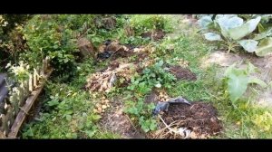 Урожай  Картофеля, выращенного в Пакетах, в мешках. Сорт "Брянский Деликатес" и  без названия).