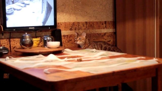 Как отучить кота по столам прыгать смотреть онлайн