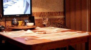 Как отучить кота по столам прыгать