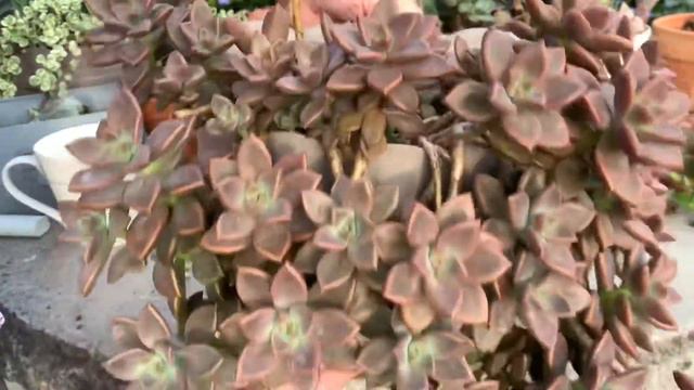 Segunda Parte Taller de Mantenimiento de Suculentas смотреть онлайн