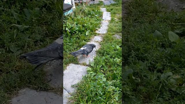 Спасли голубя от смерти ... смотреть онлайн