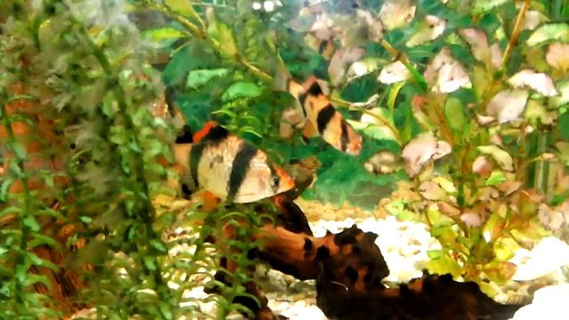 неприхотливые аквариумные рыбки, Барбус суматранский, Barbus tetrazona. барбусы виды смотреть онлайн