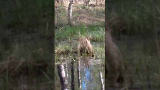 Река СЕНЬГА 07.05.21. смотреть онлайн