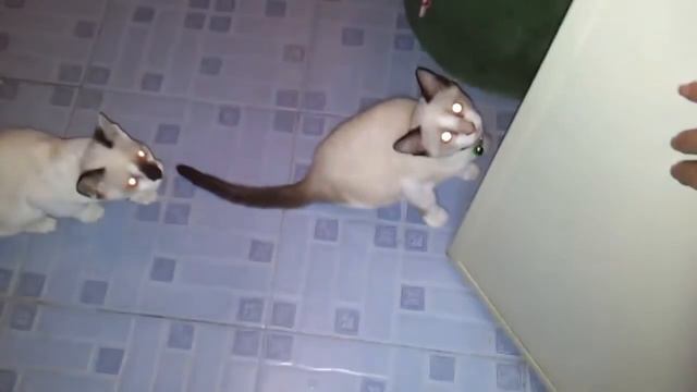 Котенок зомби