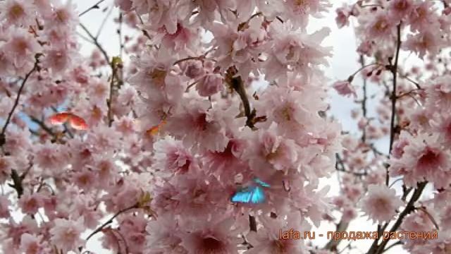 Сакура обыкновенная Ошидори (sakura oshidori) ? Ошидори обзор: как сажать, саженцы сакуры Ошидори смотреть онлайн