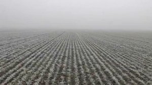 Озимая пшеница Алексеич. Ростовская область. Фактическое состояние.