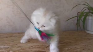 КРАСИВЫЙ, ПУШИСТЫЙ КОТЕНОК