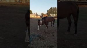 Переломы плечевой кости у лошадей.