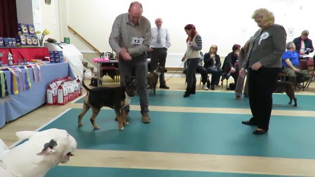 West of England Bull Terrier Club Championship Show March 2016 Post Graduate Dog смотреть онлайн