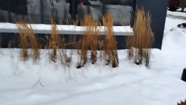 Пампасная трава и мискантус под снегом. смотреть онлайн