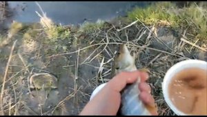 Рыбалка в Свердловской области на живца, река Реж сезон 2023