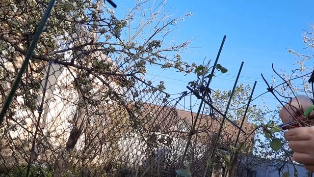 Обрезка клематисов весной / Выращивание клематисов смотреть онлайн