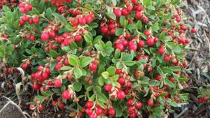 Чем полезна КЛЮКВА и сколько  её можно есть в день?