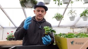 бегония элатиор, элатиор на 8 марта. выгонка бегонии элатиор.