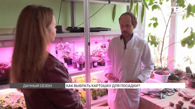 Как правильно выбрать картофель и когда лучше заняться посадкой