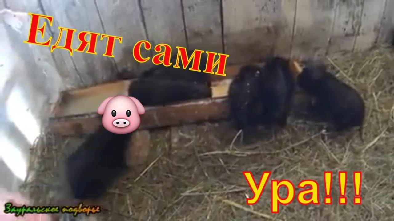 Поросята стали есть самостоятельно/Деревенская жизнь