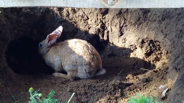 Крольчиха строит гнездо/Как крольчиха готовится к родам смотреть онлайн