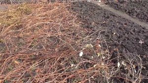 Чем укрыть клубнику на зиму. Клубника на даче