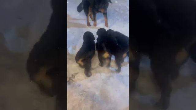 ПРОДАЮТСЯ ЩЕНКИ ТИБЕТСКИЙ МАСТИФ. РОССИЯ. ДОСТАВКА В ЛЮБОЙ РЕГИОН. ПОДРОБНЕЕ В ОПИСАНИИ ИЛИ ПО ТЕЛ. смотреть онлайн