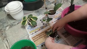 Комнатные Растения. Составляю Грунт. Опять Пересадка Хой Разных.