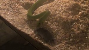 Как кормят змей. Жесть! Как ест змея ?how to feed the snakes