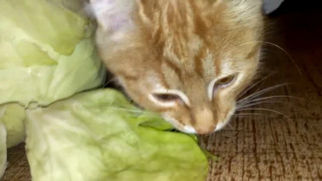 Котенок и капуста смотреть онлайн