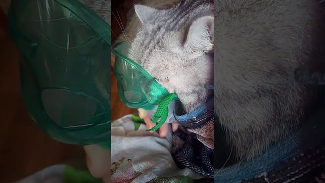 Пермь 08.05.22 Лечение астмы у британской кошечки