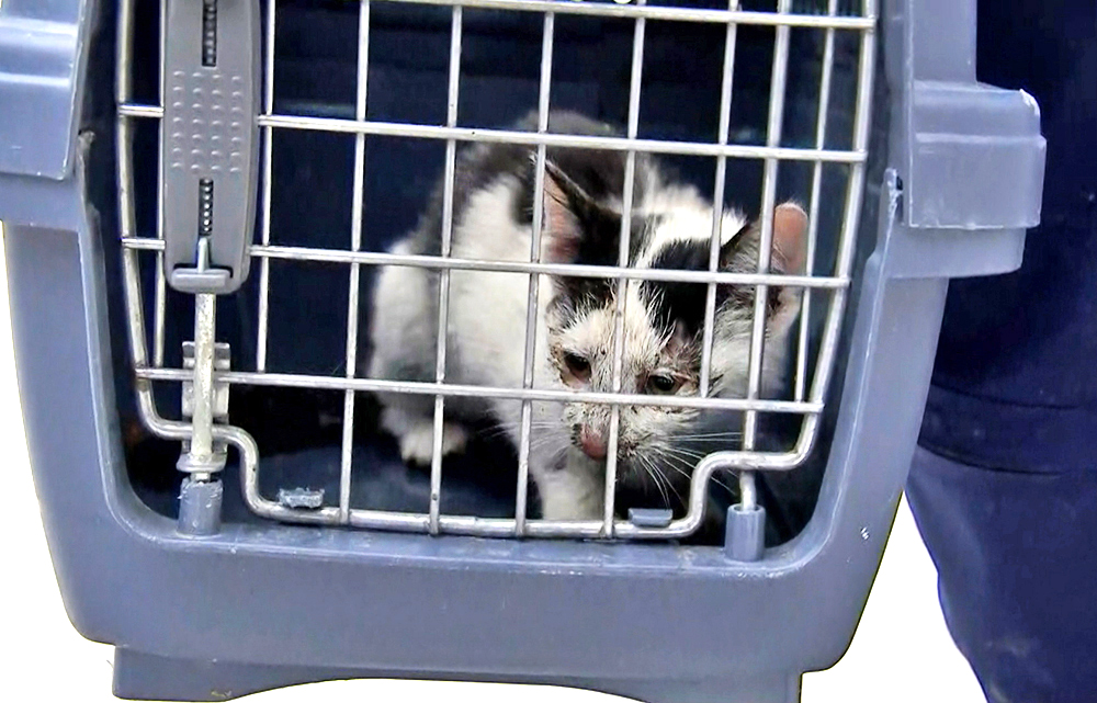 В Москве спасли застрявшего в вентиляционной шахте котенка / Город новостей на ТВЦ