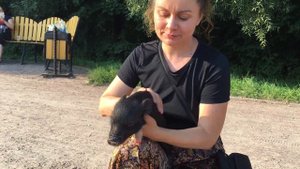 Дрессированные Свинки MimiPiggy