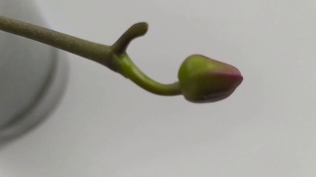 Роспуск орхидеи Sogo Yakidan (бабочка). ??? смотреть онлайн