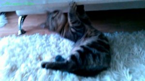 Пока котика никто не видит!